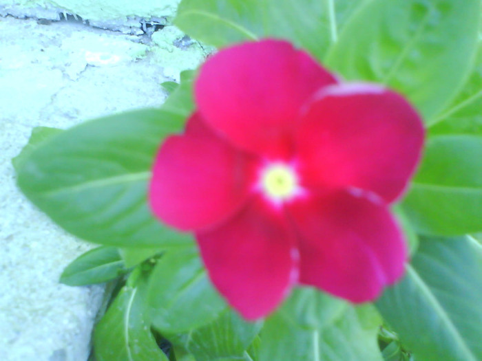 DSC03263 - vinca