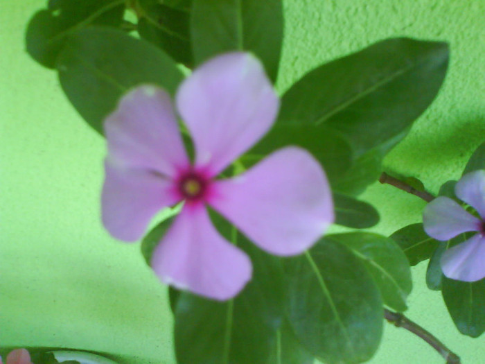 DSC03273 - vinca