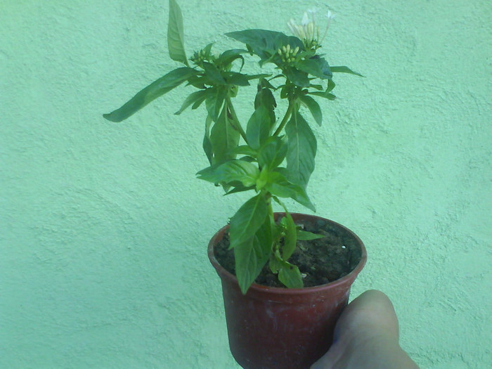 DSC03298 - lantana alba