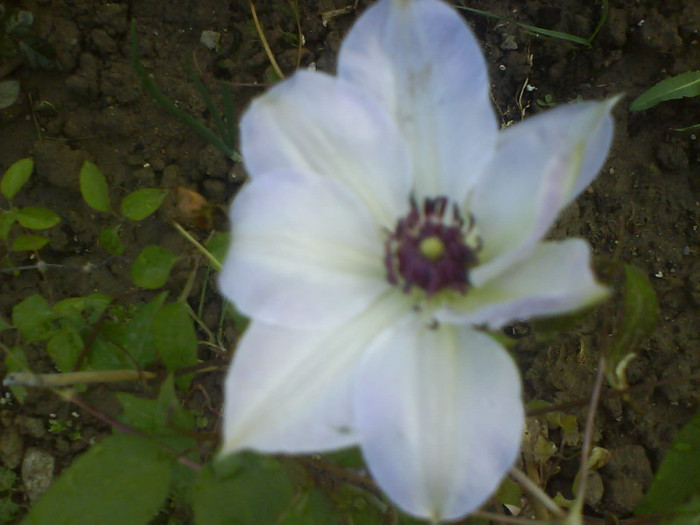 DSC05256 - clematite-de vanzare