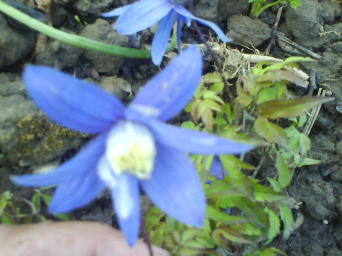 DSC05258 - clematite-de vanzare