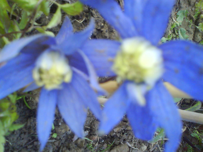 DSC05260 - clematite-de vanzare