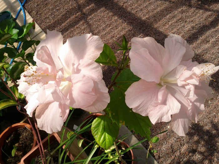 23.01.12 - Hibiscus 2011-2012