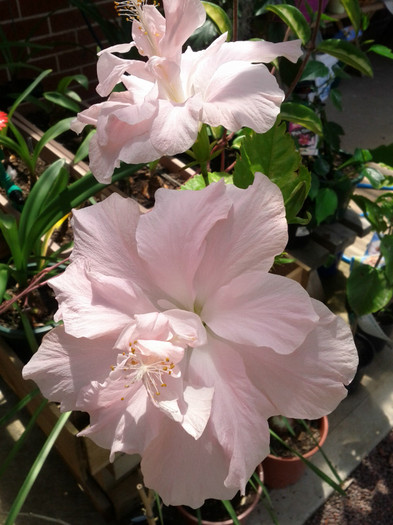  - Hibiscus 2011-2012