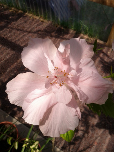  - Hibiscus 2011-2012