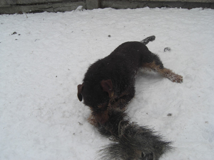 Sarreti Vadasz Celli