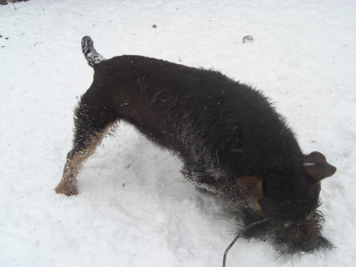 Sarreti Vadasz Celli