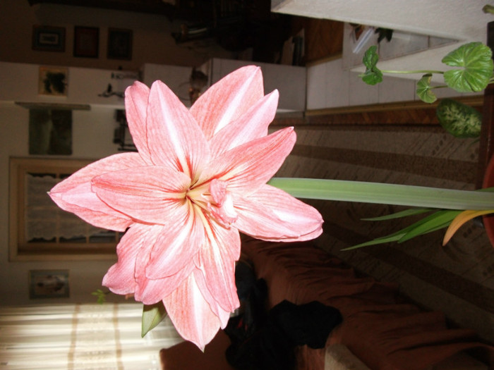 DSCF0539 - Amaryllis