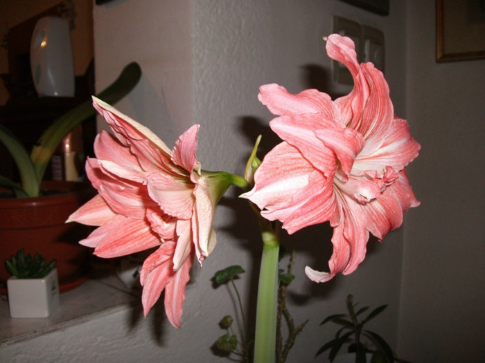 DSCF0547 - Amaryllis