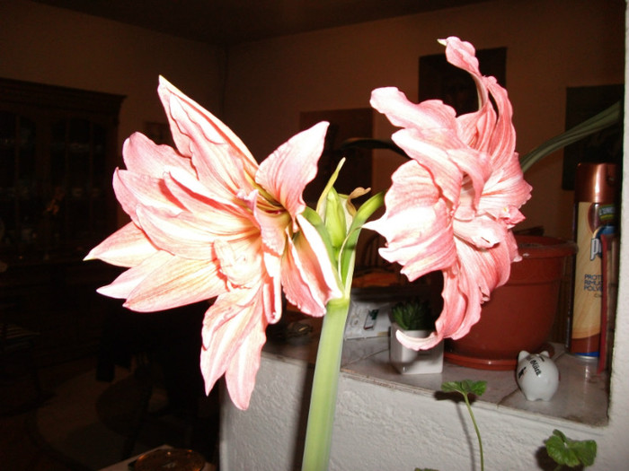 DSCF0546 - Amaryllis