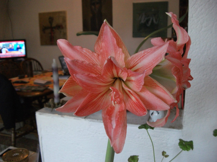 DSCF0543 - Amaryllis