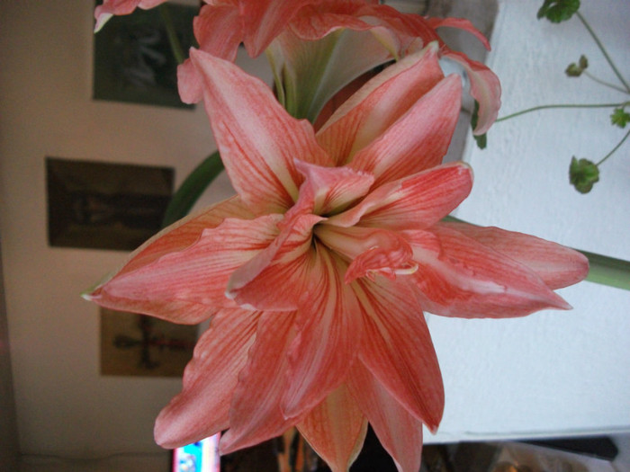 DSCF0544 - Amaryllis