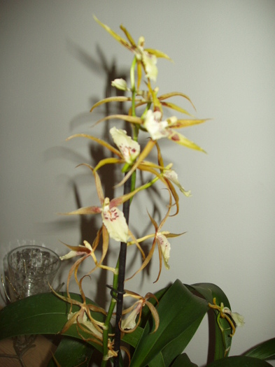 Brassia miroase a scortisoara - 0011 ORHIDEE 2012