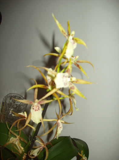 Brassia - 0011 ORHIDEE 2012