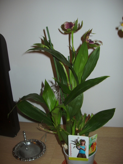 Zygopetalum 20.01.2012