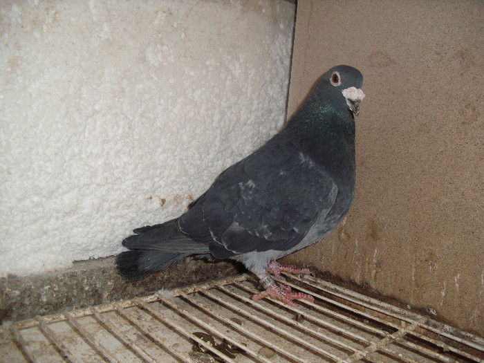 Hun 03 marcel dezmet 50 ron