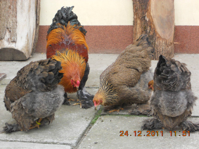 gaini 24 12 2011 078