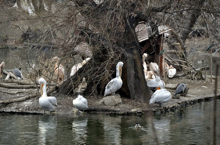 _DSC0680 - Gradina zoologica din Budapesta