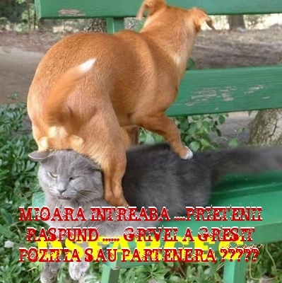  - 3  B  ANIMALE  3