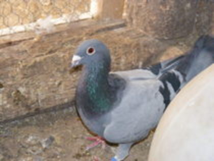 Raymund Hermes- Delbar -Janssen D.Mathis Wanrooy B. Hendriks Kras tatal puilor 069&070