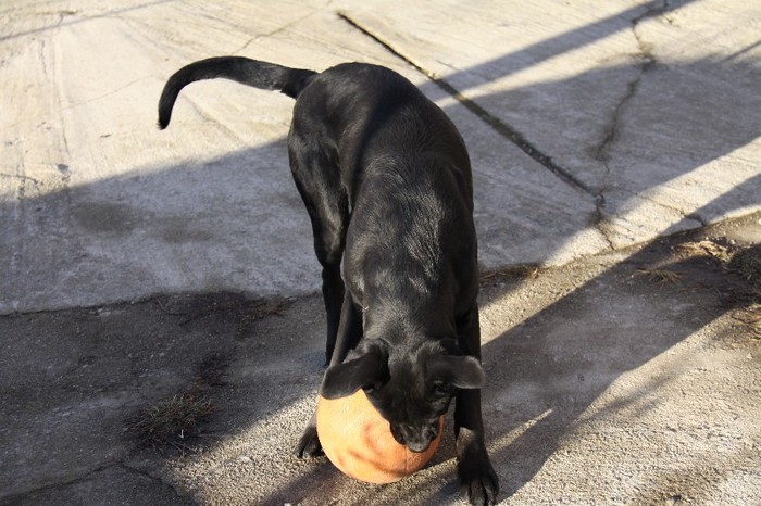 IMG_5117 - CANE CORSO