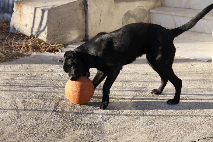 IMG_5118 - CANE CORSO