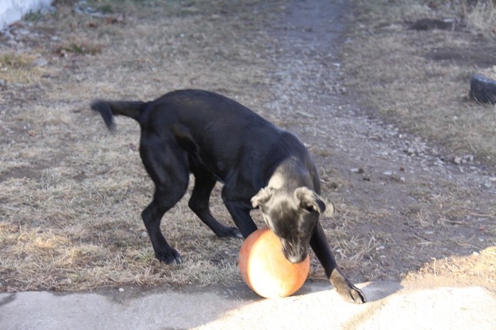 IMG_5120 - CANE CORSO