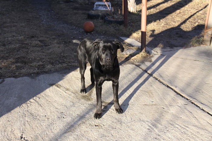 IMG_5122 - CANE CORSO