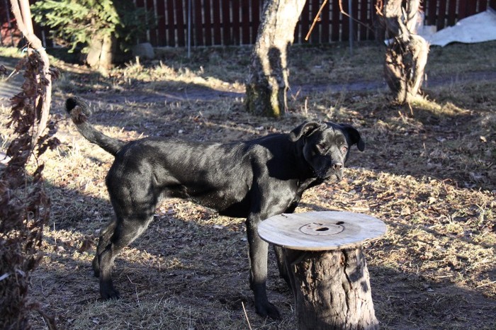 IMG_5152 - CANE CORSO