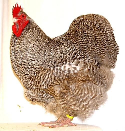 kompr. 1,o gestreift, hv 96 Pkt. Ehrenband, ZG Steffek-Röhle