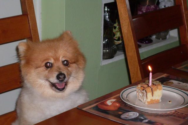 these_funny_animals_716_640_23 - Poze amuzante cu caini