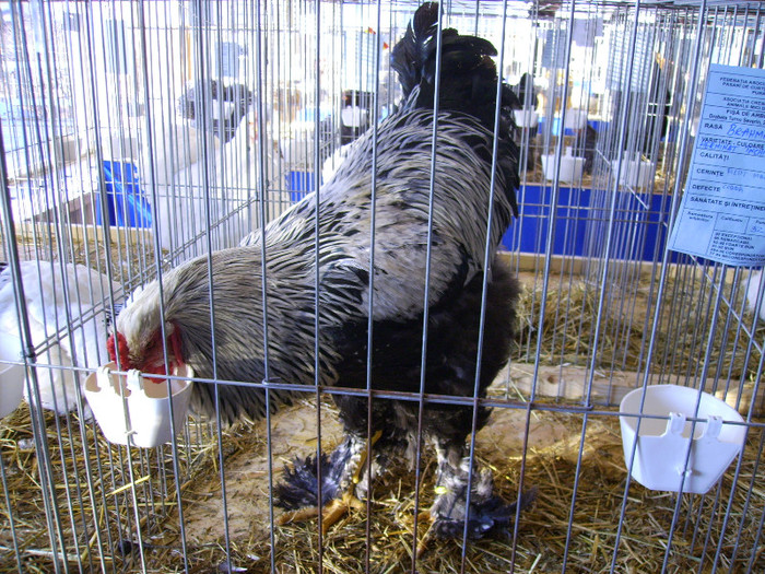 IMG_0110 - Expozitia Anuala Fauna Mehedinteana - Editia I
