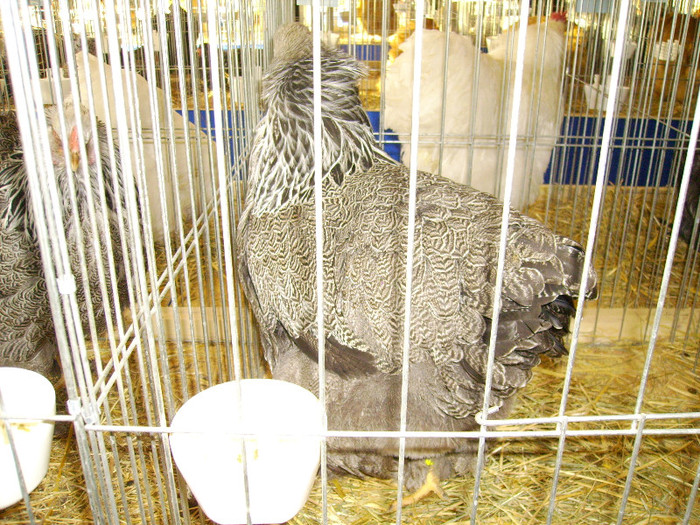 IMG_0112 - Expozitia Anuala Fauna Mehedinteana - Editia I
