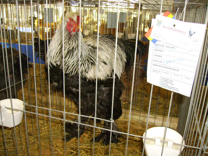 IMG_0115 - Expozitia Anuala Fauna Mehedinteana - Editia I