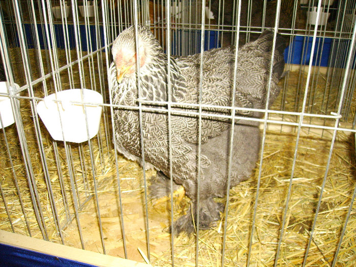 IMG_0121 - Expozitia Anuala Fauna Mehedinteana - Editia I