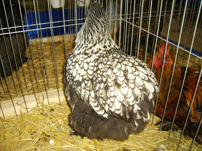 IMG_0166 - Expozitia Anuala Fauna Mehedinteana - Editia I