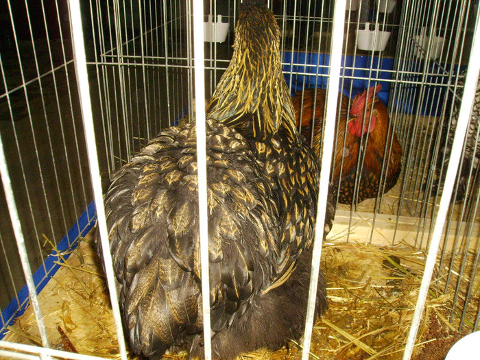 IMG_0170 - Expozitia Anuala Fauna Mehedinteana - Editia I