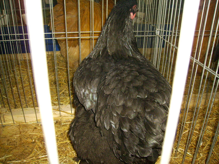 IMG_0177 - Expozitia Anuala Fauna Mehedinteana - Editia I