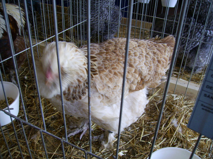 IMG_0188 - Expozitia Anuala Fauna Mehedinteana - Editia I