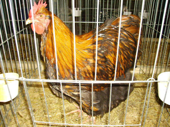 IMG_0197 - Expozitia Anuala Fauna Mehedinteana - Editia I