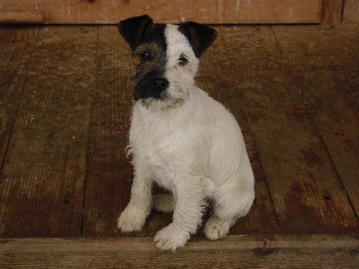 fetita lui Lliza - Parson russell terrier