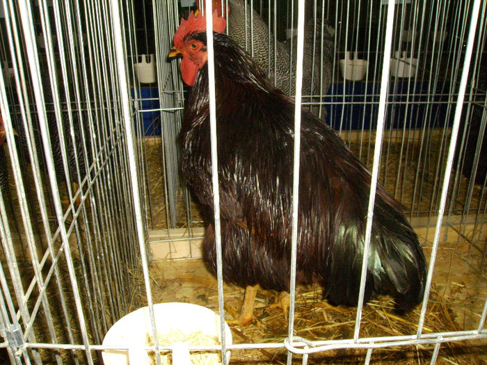 IMG_0208 - Expozitia Anuala Fauna Mehedinteana - Editia I