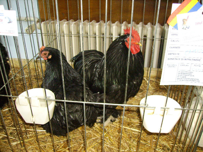 IMG_0226 - Expozitia Anuala Fauna Mehedinteana - Editia I