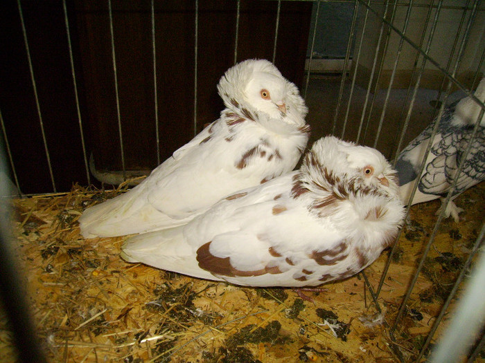IMG_0237 - Expozitia Anuala Fauna Mehedinteana - Editia I