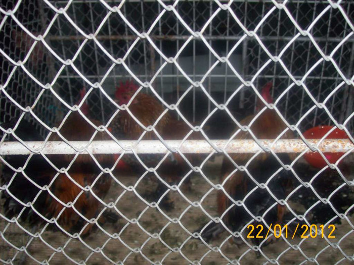 Picture 107 - EXPO CLUJ NAPOCA 22 O1 2012