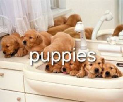 parkjungmin - Dau own puppies