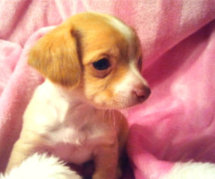 tumblr_lxz9oxYD911r5y8qao1_500_thumb