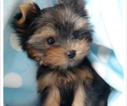 tumblr_ly84dpXwMP1qe93e5o1_500_thumb