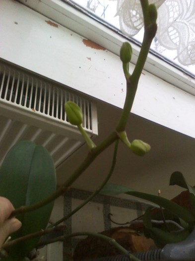 ai mei au mai crescut.Ce culore?