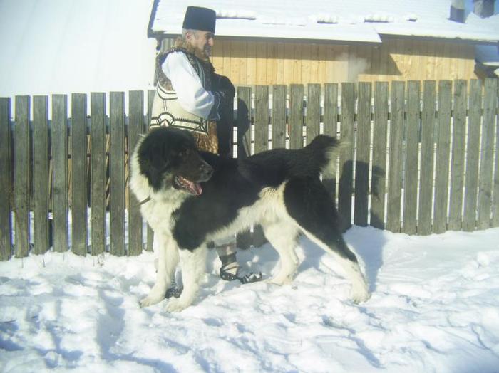 1294227123-pic_0135 - BUCOVINA COLT DE RAI